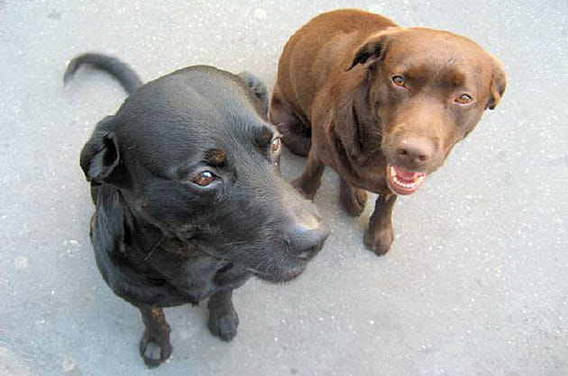 Le caract&egrave;re doux du labrador