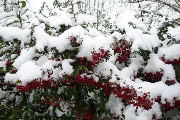 Baies &eacute;carlates sous manteau de neige