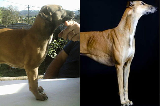 Le l&eacute;vrier greyhound