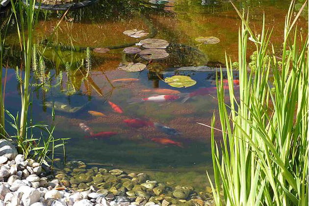 Un bassin qui demande de l'entretien