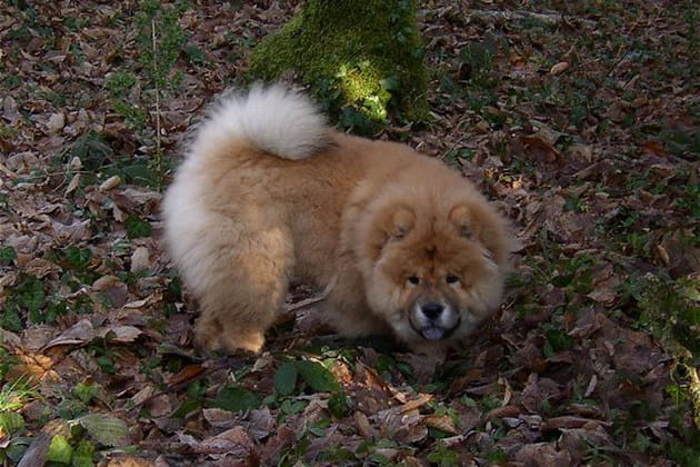 Trop chow-chow&nbsp;!