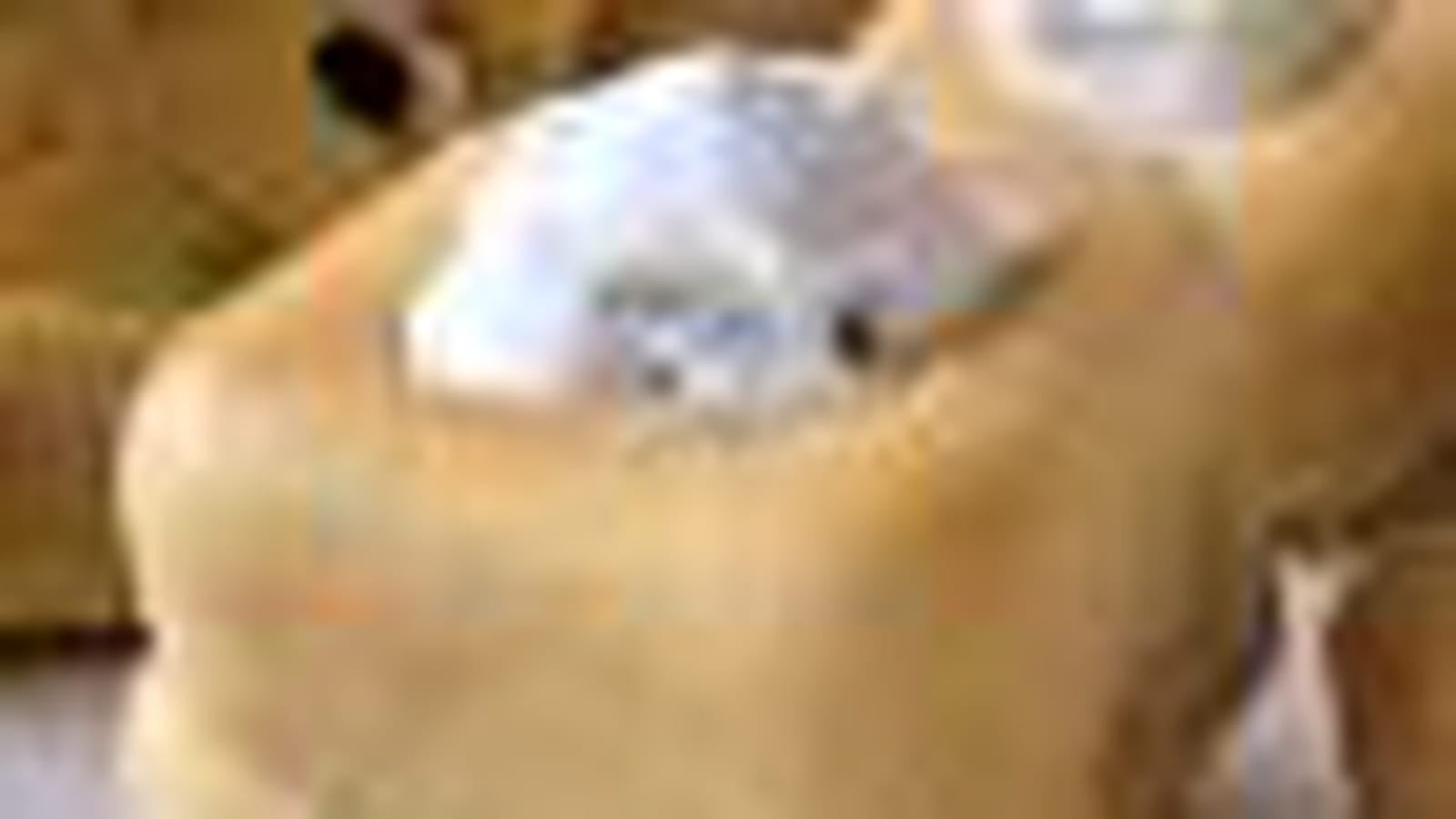 Saumon