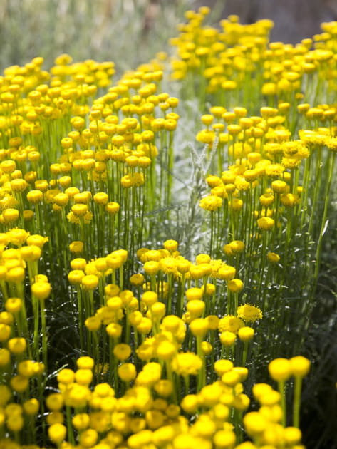 Bouquet de Santolina virens