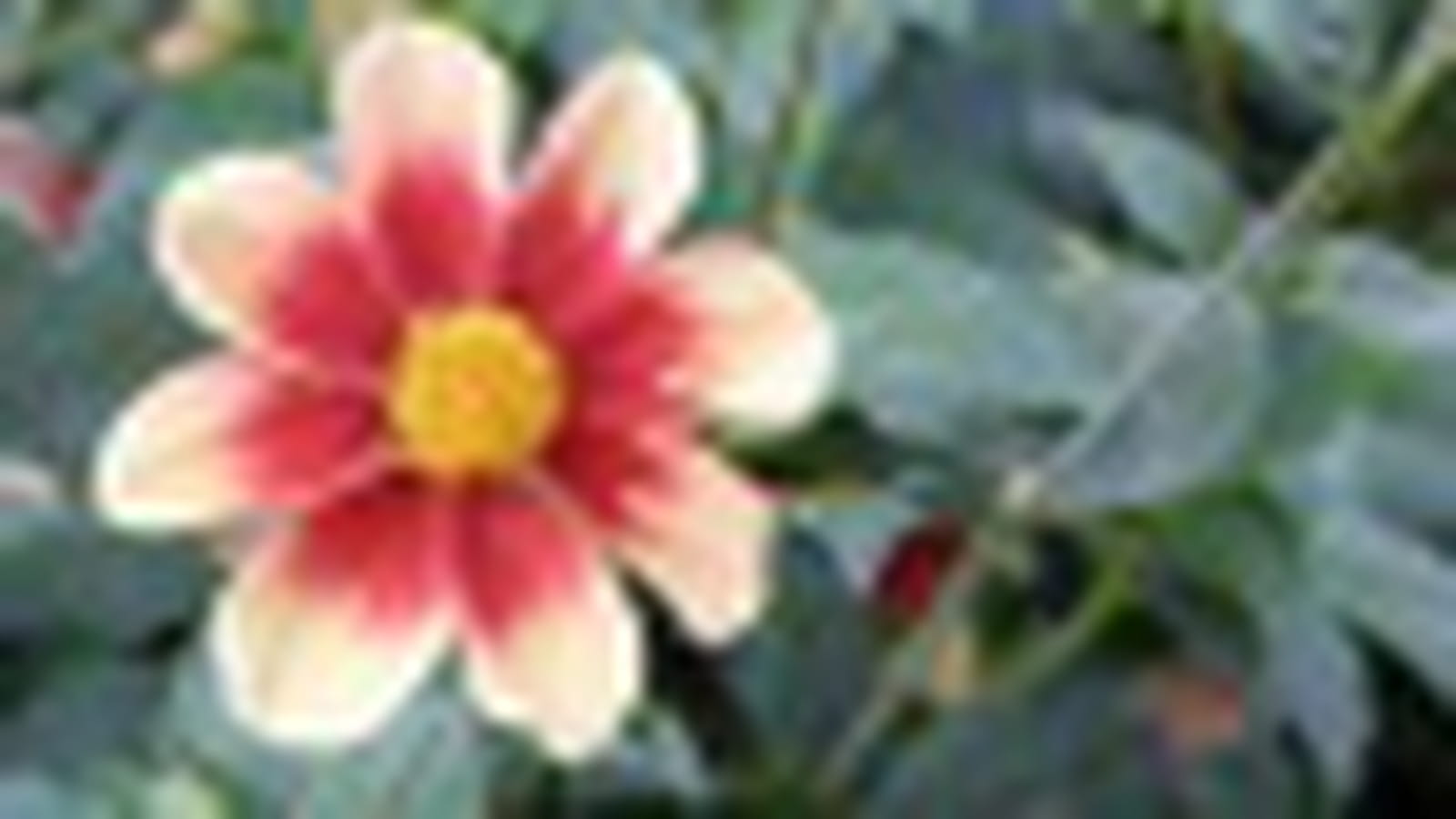 Dahlia Schloß Reinbek