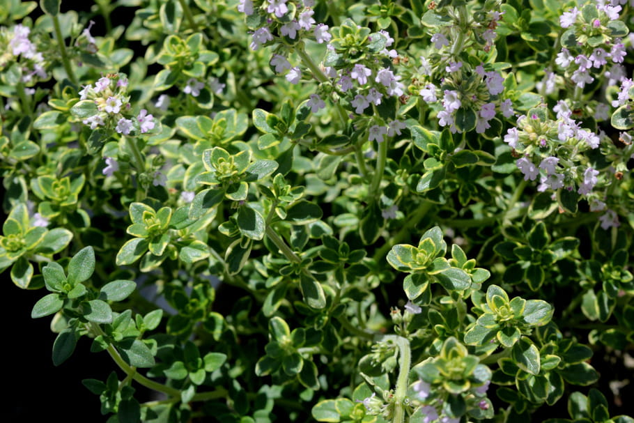 Thym Citron Planter Entretenir Et Tailler
