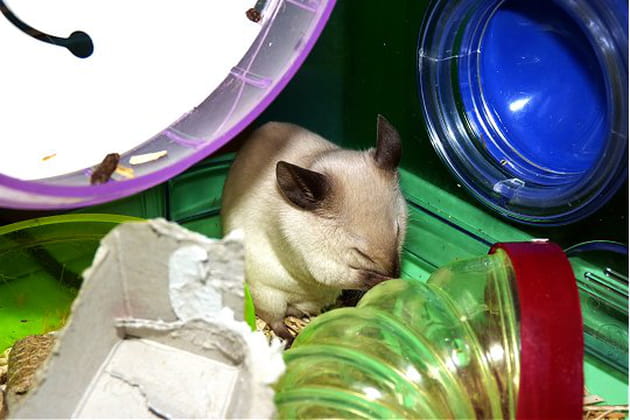 Il est temps de faire un brin de toilette