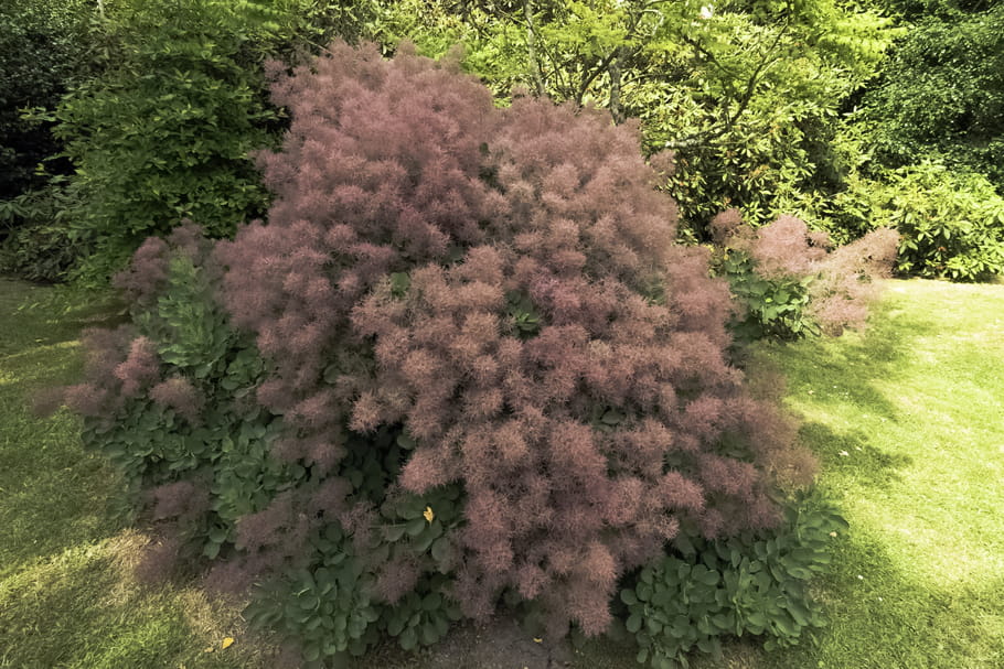 Cotinus