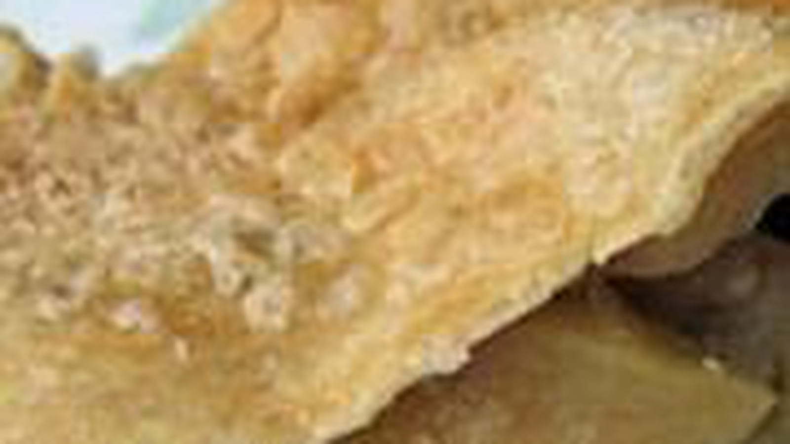 Tourte des Antilles