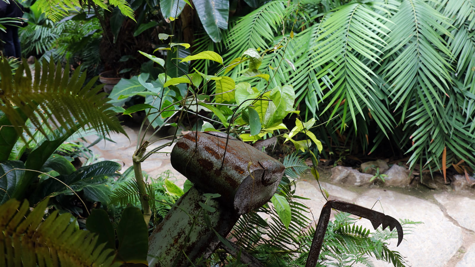 Forêt tropicale