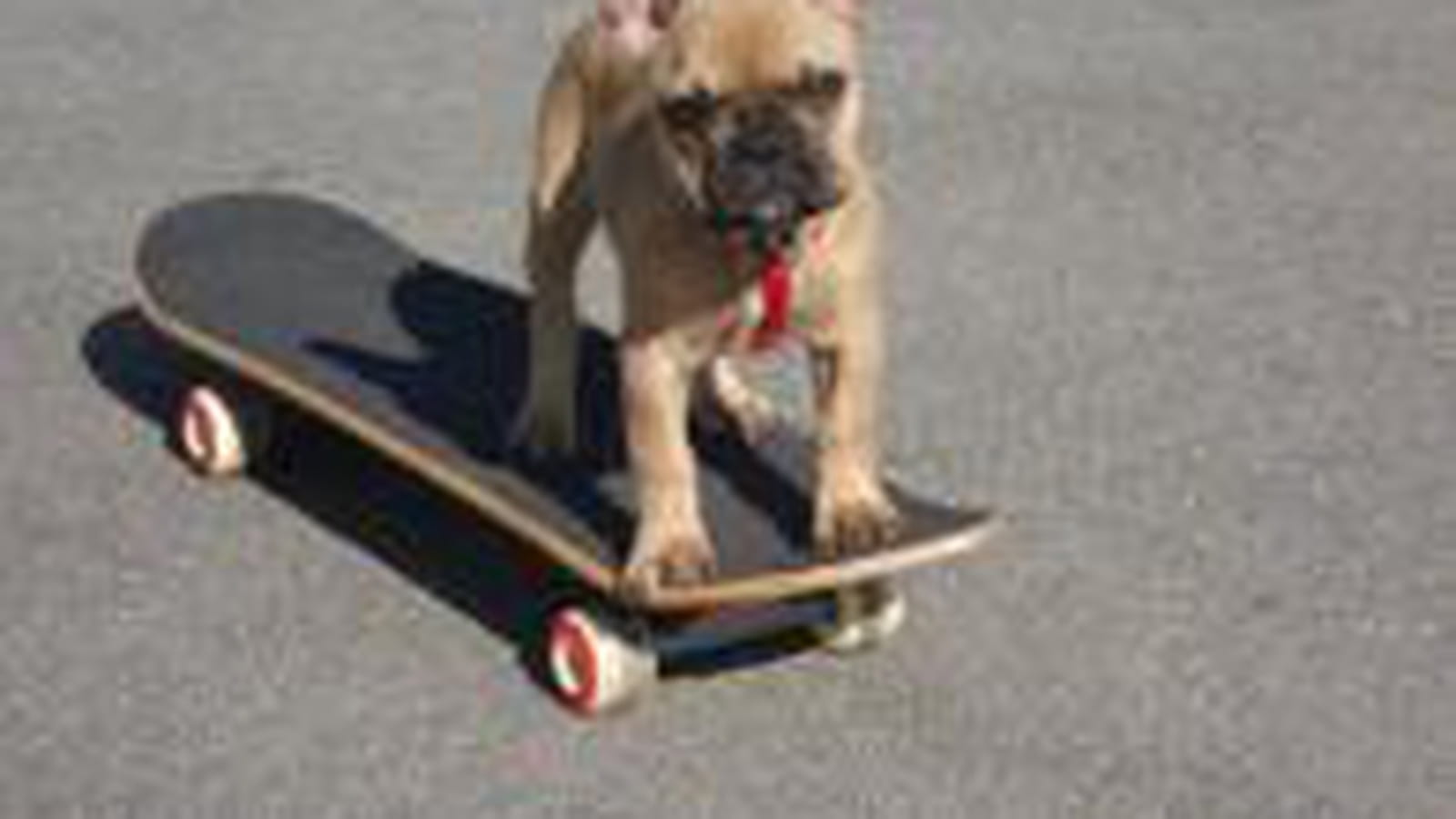 Skateur