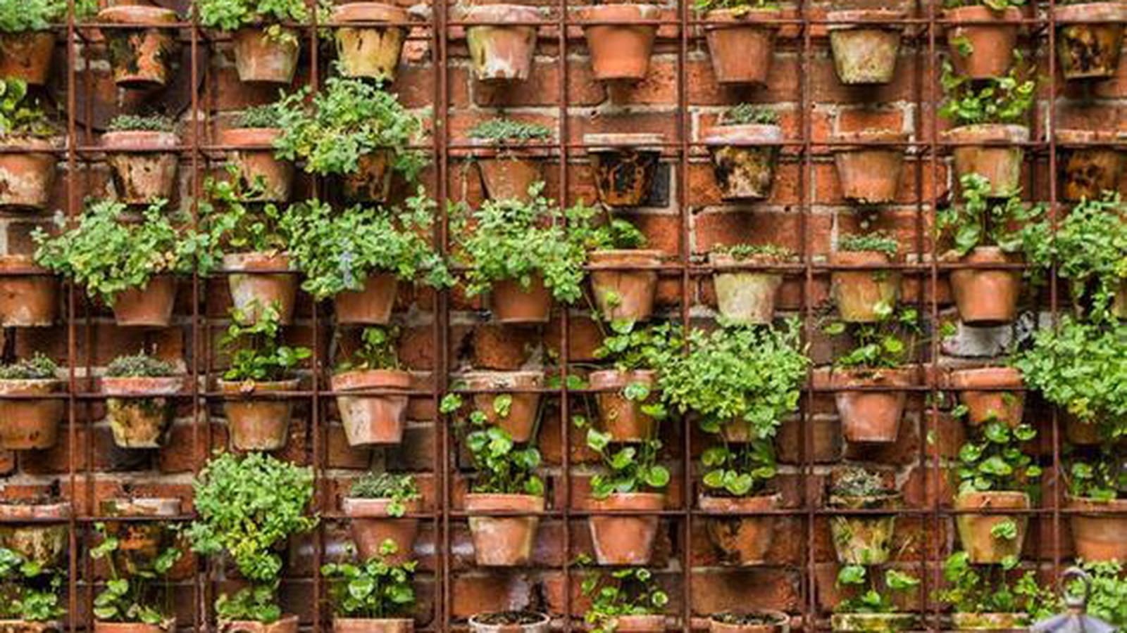 Potager urbain 