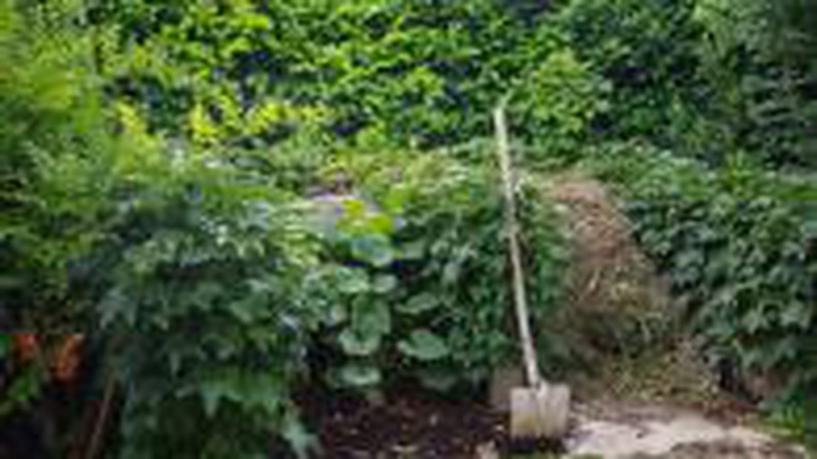 Compost