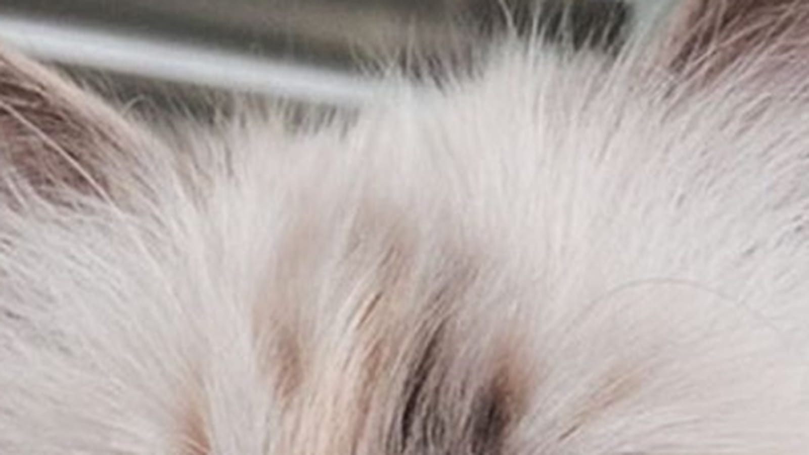 Karl Lagerfeld