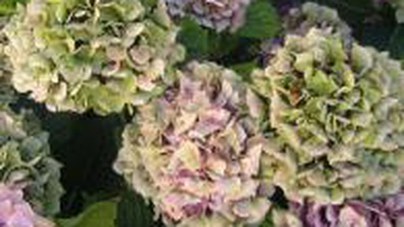 Hortensias roses et verts