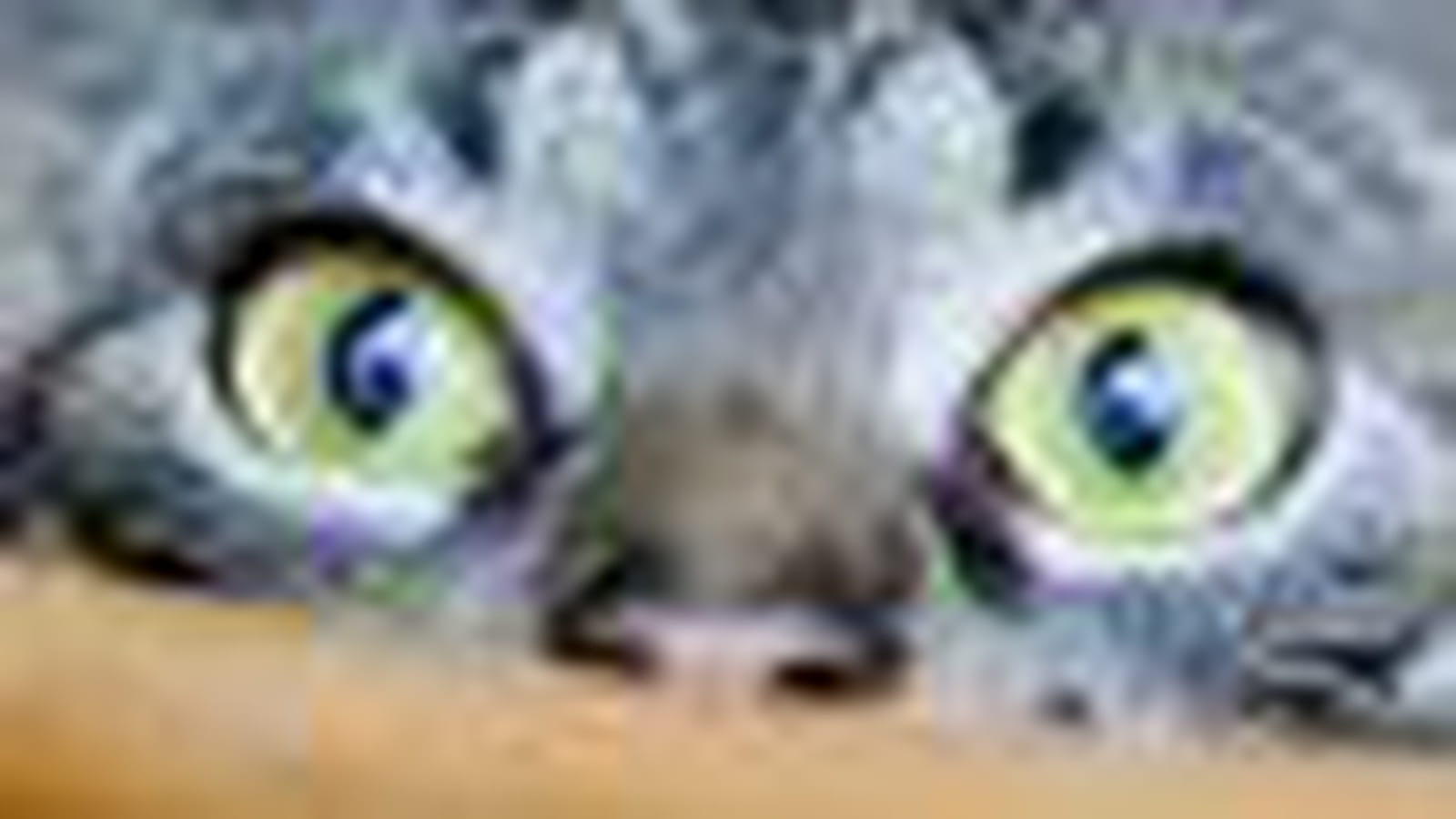 Chat européen