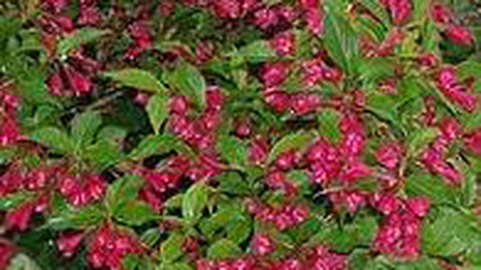 Weigelia