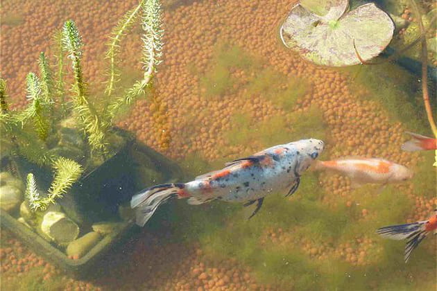 Paradis des poissons