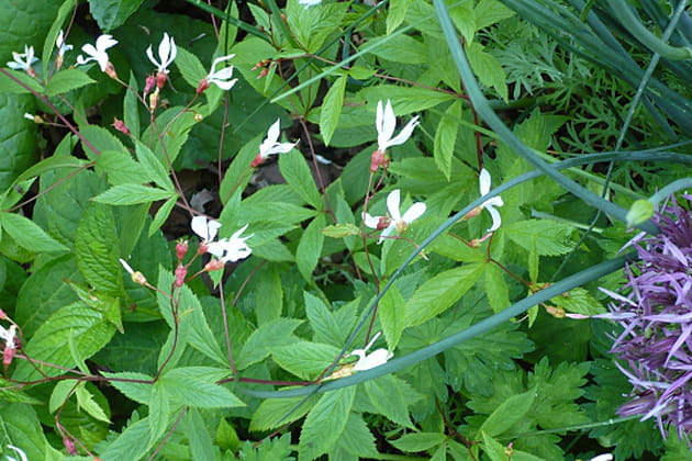 Se m&eacute;fier des apparences