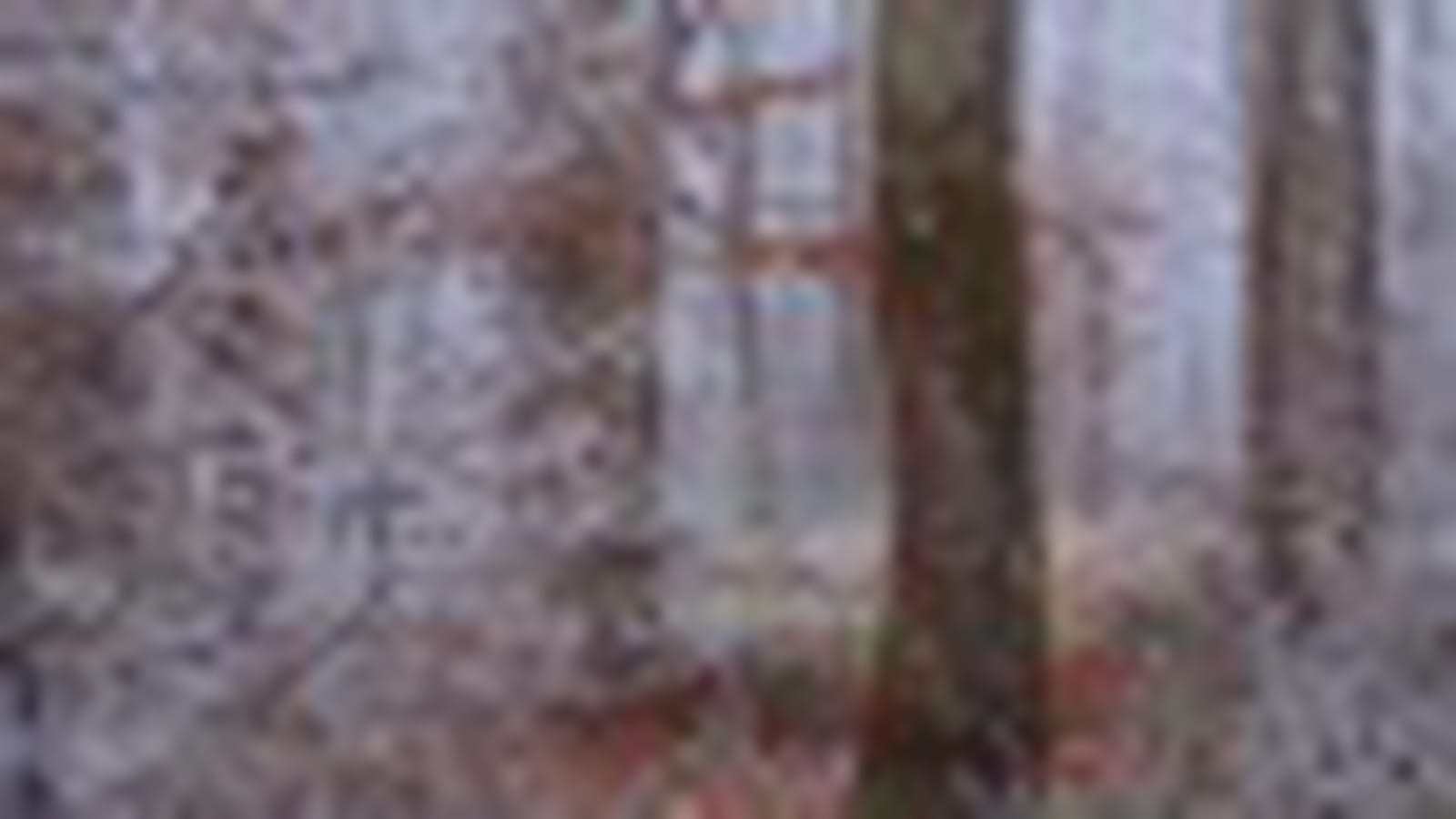 Forêt