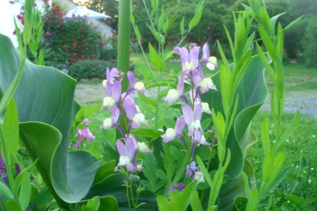 Attention ! Pieds d'alouette en vue