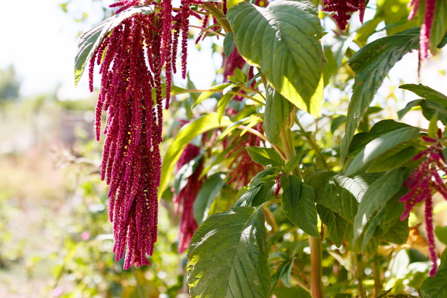 Amarante Semer Planter Et R colter Les Graines