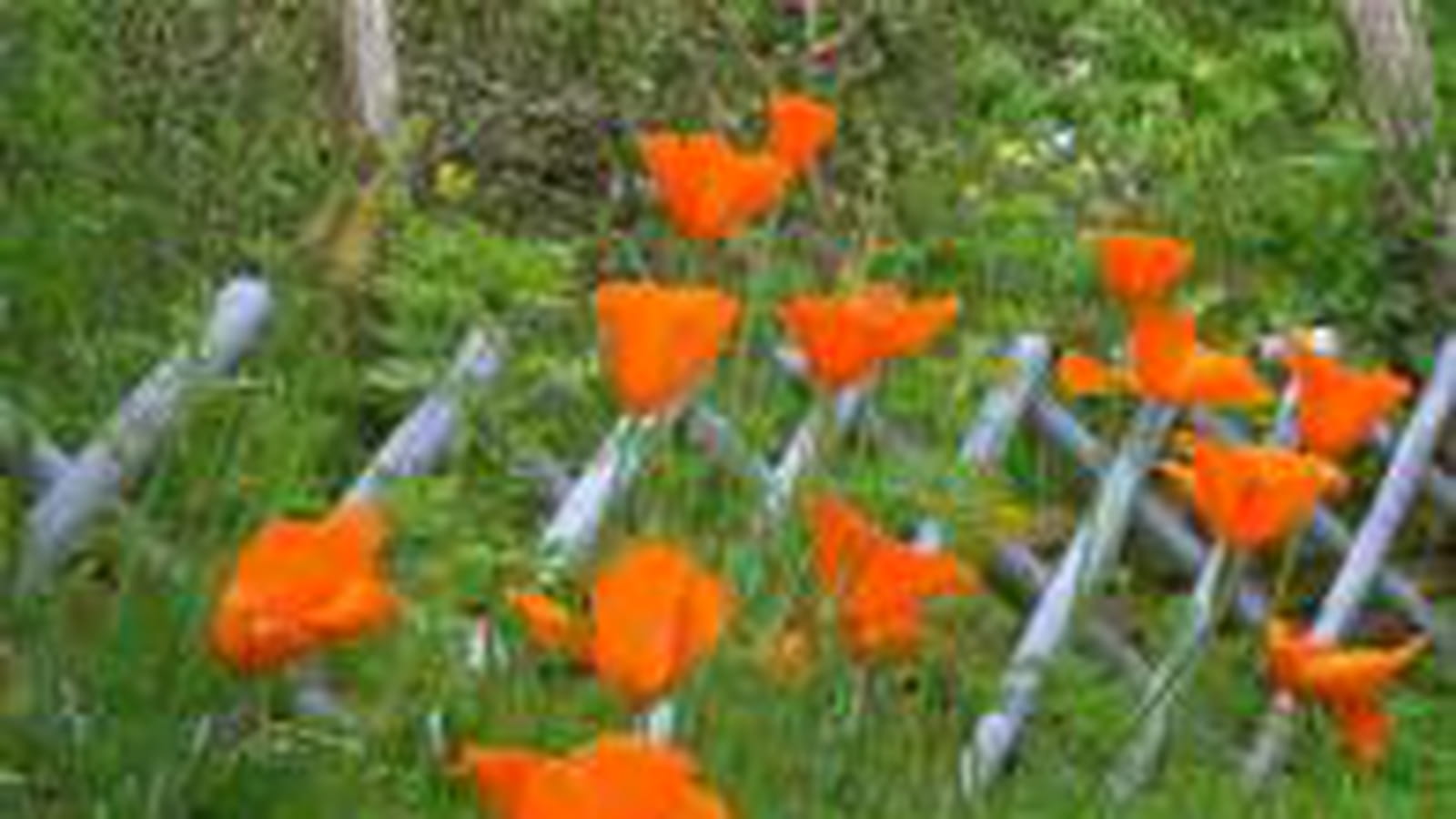 Pavots de Californie