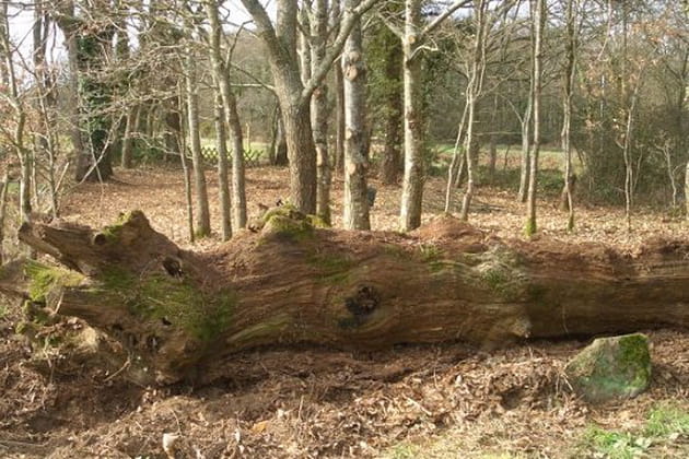 Promenons nous dans le bois