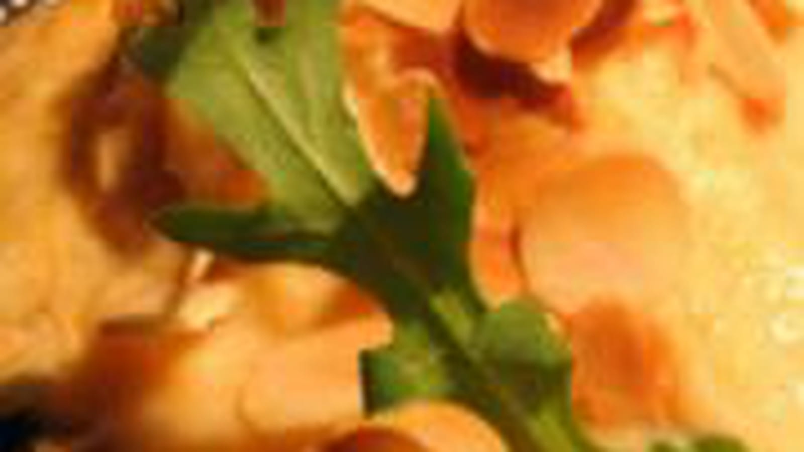 Purée de potimarron aux amandes effilées