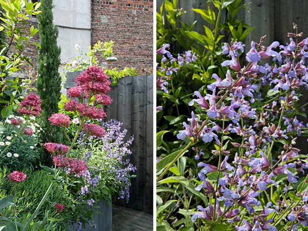 La valériane et la sauge comestible