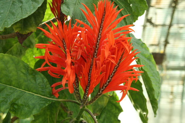 Des plantes tropicales flamboyantes