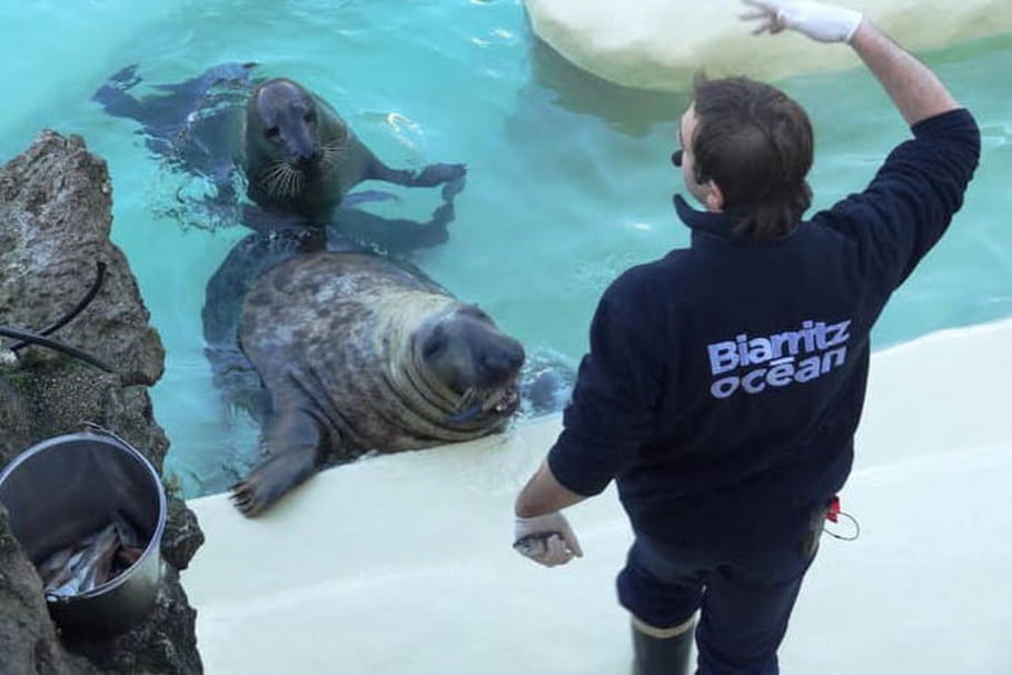 L'aquarium de Biarritz : à la découverte du golfe de Gascogne