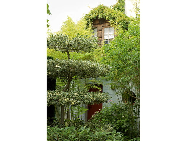 Un houx panaché en plateau