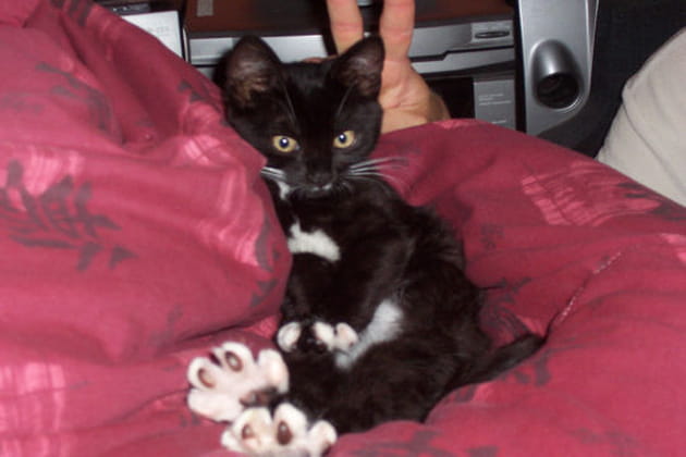 Caline, un petit chat incroyable mais vrai