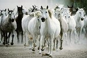 sublimes chevaux 