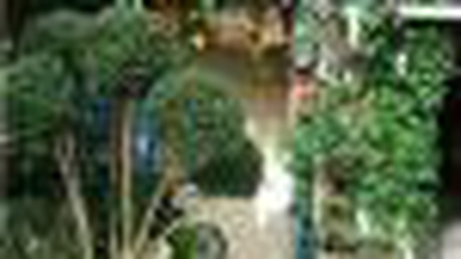 Histoire de jardin