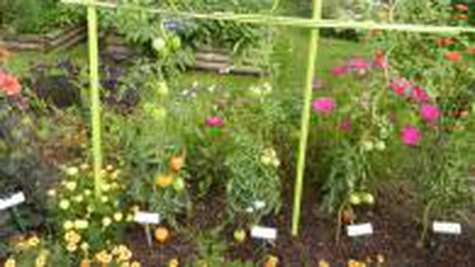 Culture de tomates