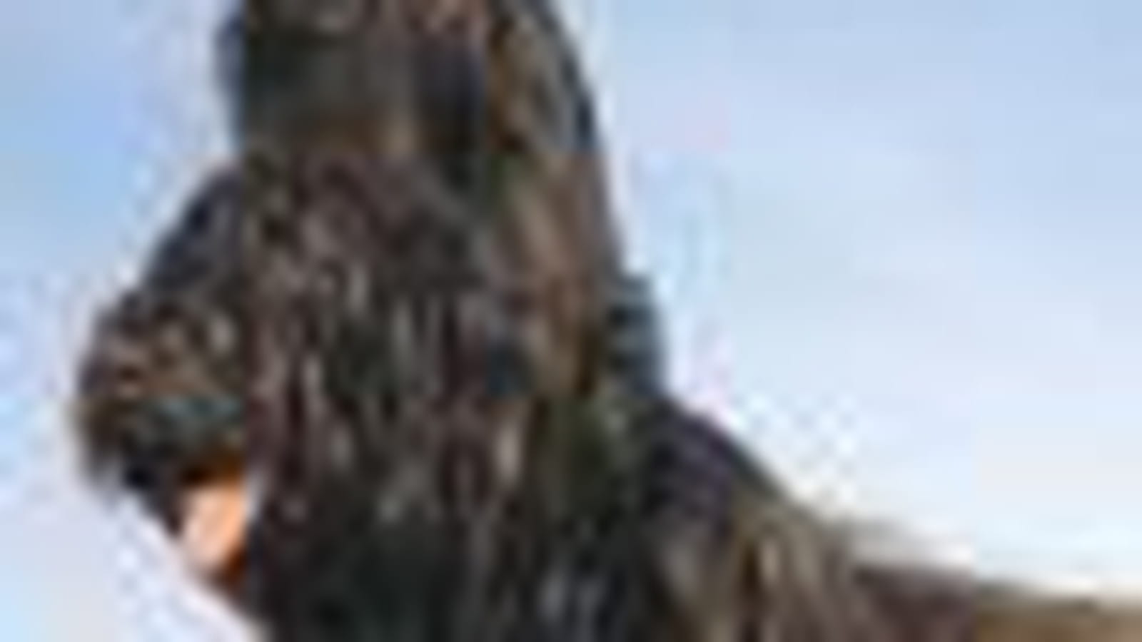 Briard