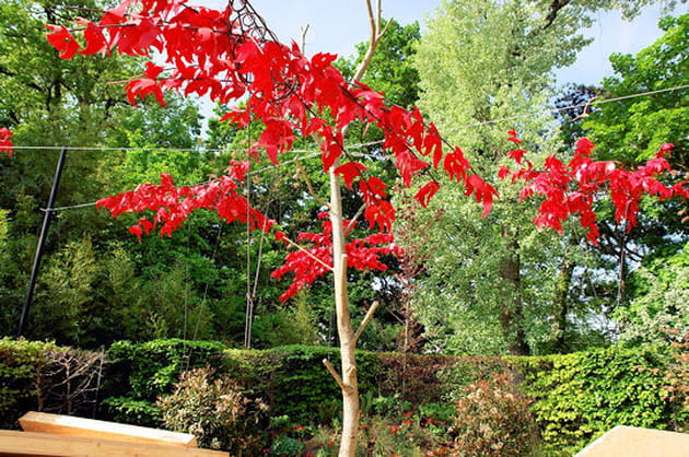 Arbres plastique(s) sur sol instable