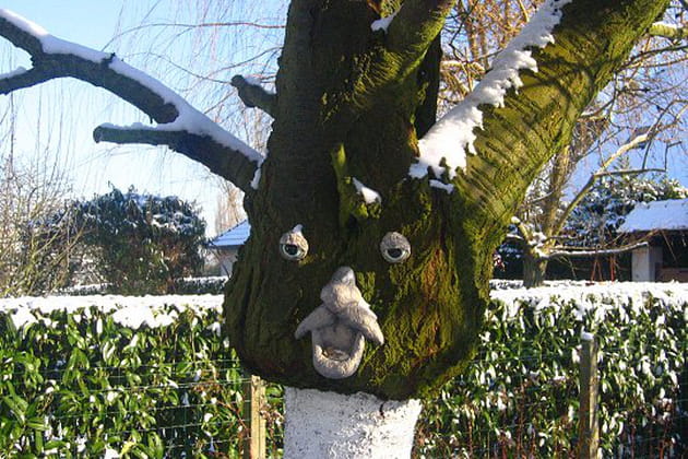 Le visage de l'arbre