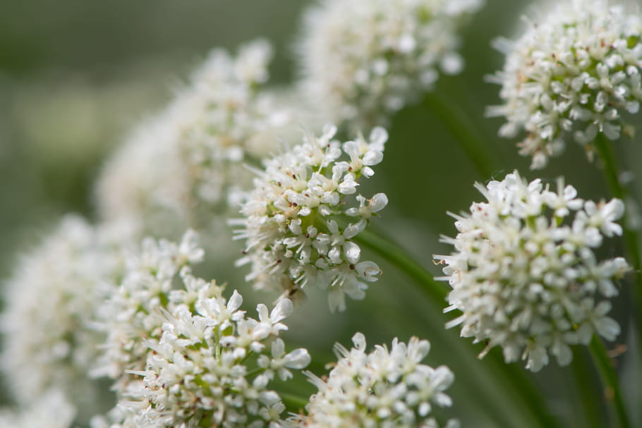 Confusion de plantes : plusieurs cas d'intoxications graves