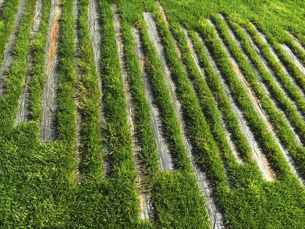 Des pas japonais contemporain