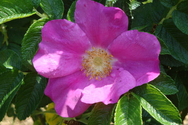 Un rosier sauvage tr&egrave;s vigoureux