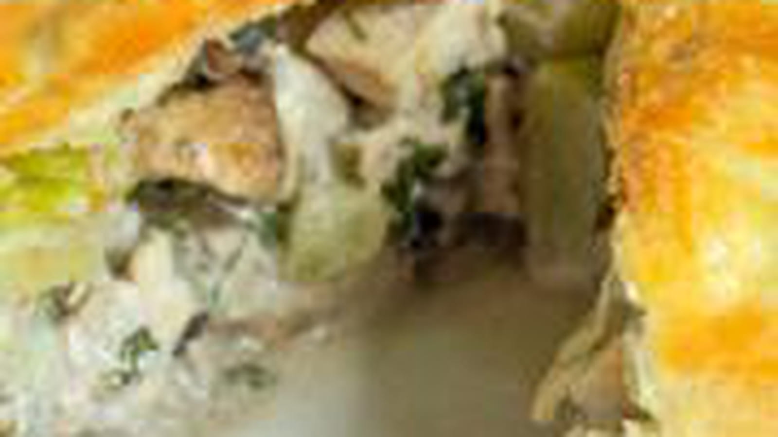 Tourte croustillante au poulet, aux champignons et aux courgettes