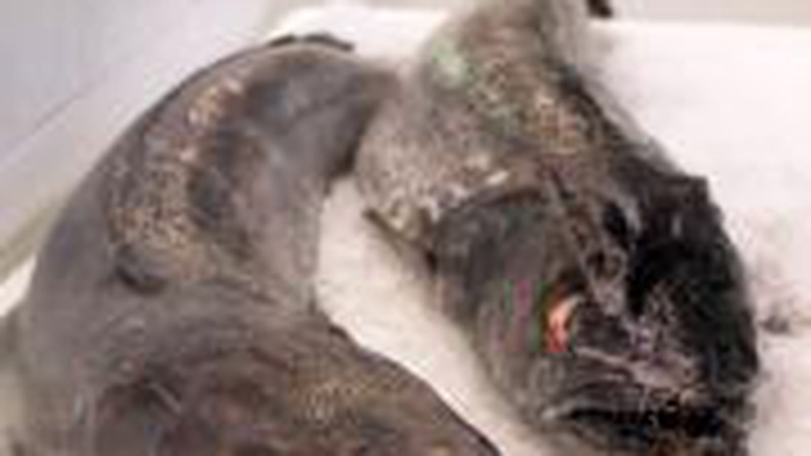 Un Turbot sauvage à l'Elysée