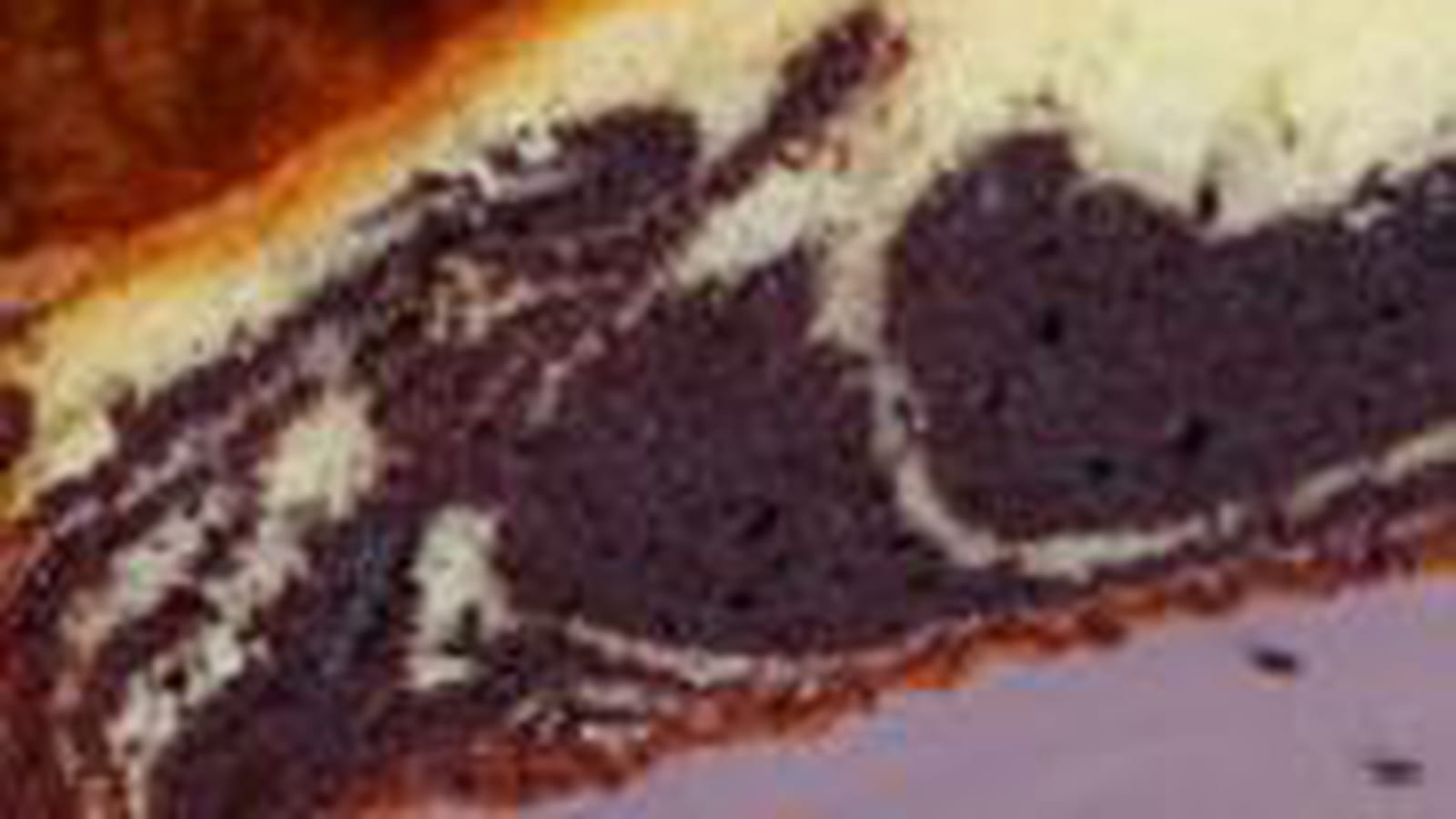 Gâteau marbré