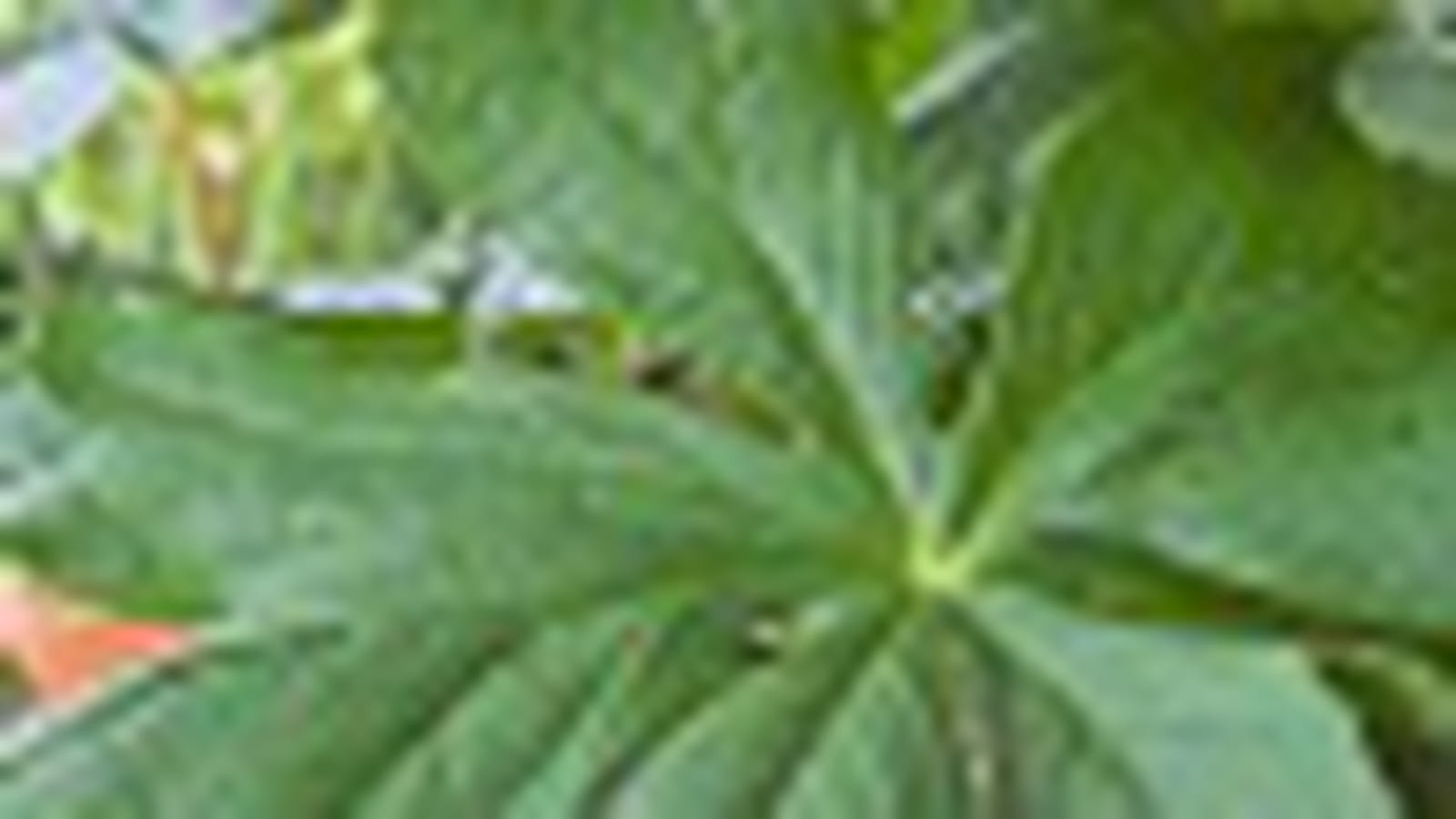 Podophyllum