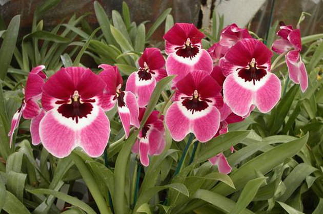 Miltonia Alger