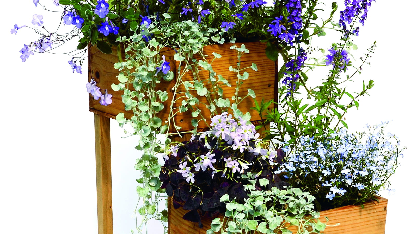 Lobelia