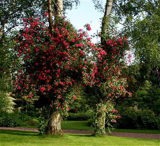 Le jardin de vivaces avec ses arbres couverts de roses