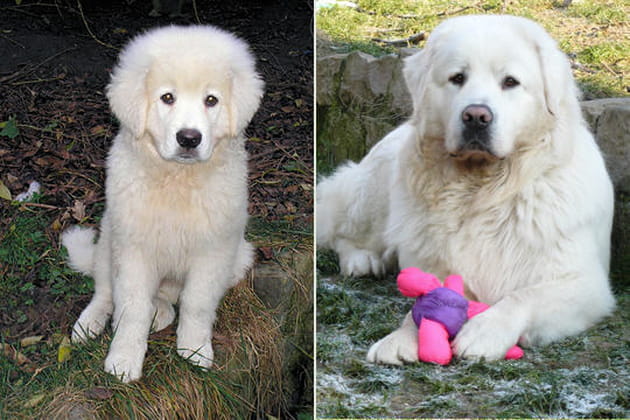 Le berger polonais de Podhale